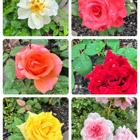 Meet your Posher, Jan - Picture 6 of 10